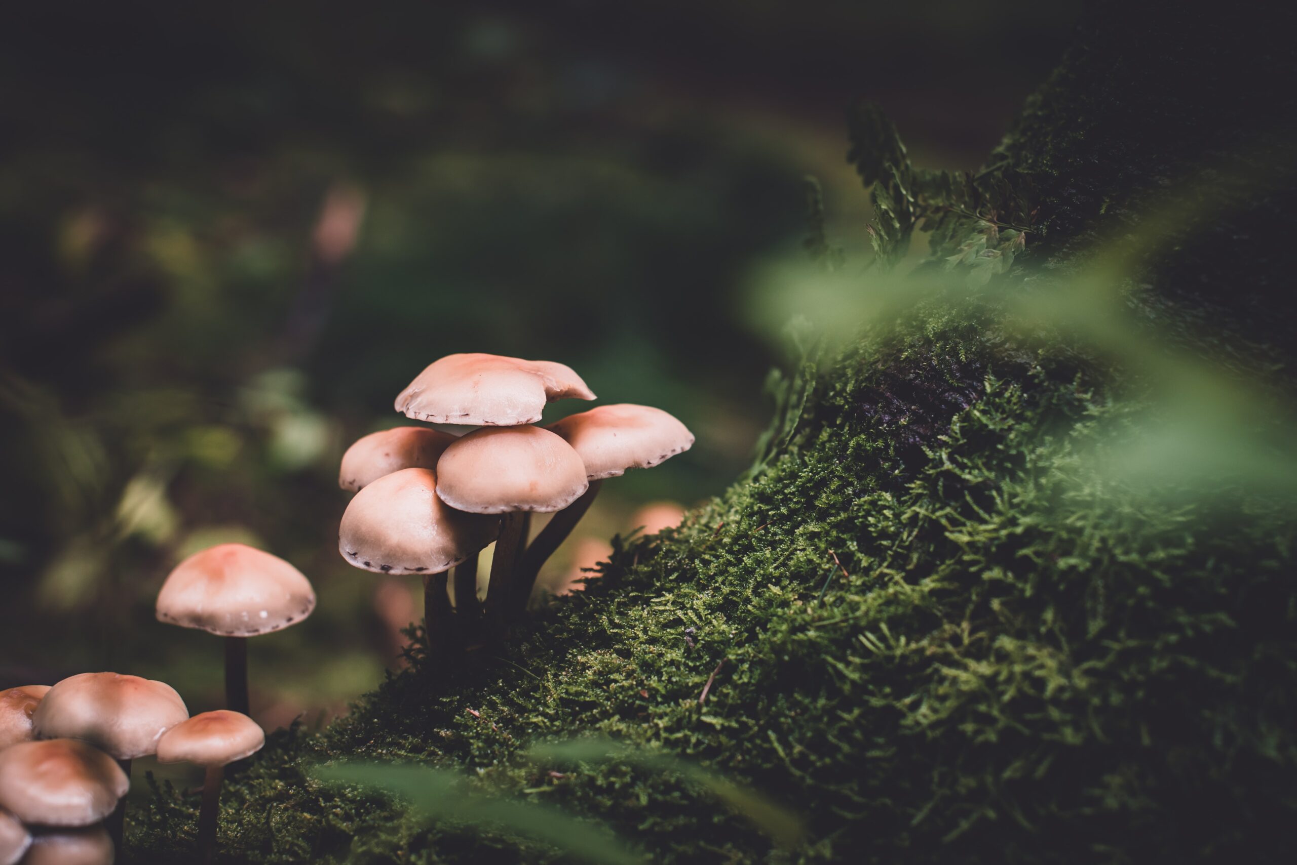 Mycélium : comment agit-il dans les cultures des champignons ?
